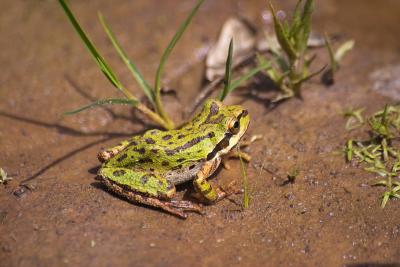 Green Tree frog: Randall Ingalls