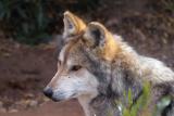Mexican Grey Wolf: Randall Ingalls