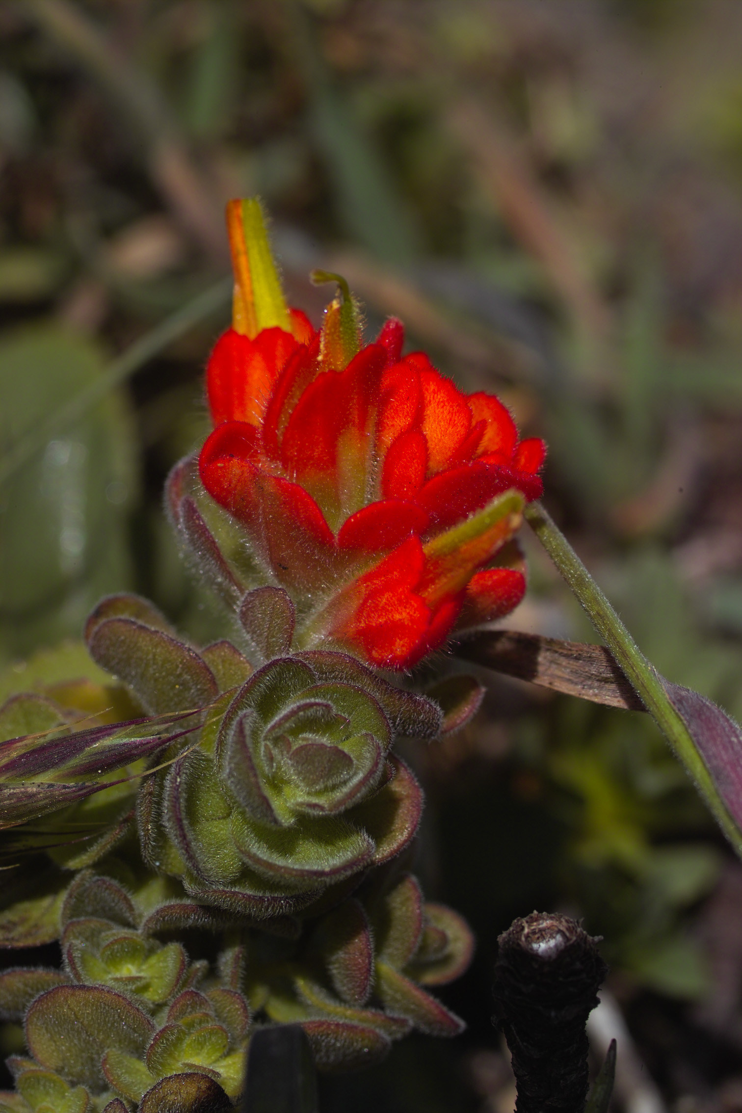 Mendocino Coast Indian Paintbrush (Castilleja mendocinensis), (Seng Sphomphanh)