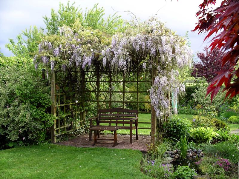 Garden wisteria.