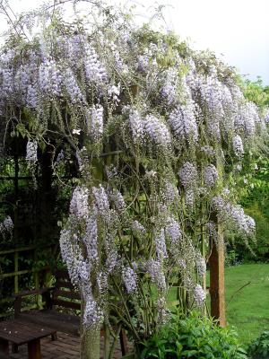 Garden wisteria