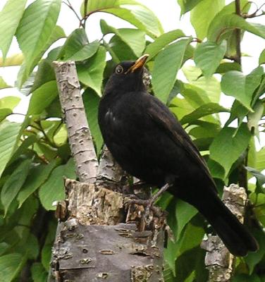 Blackbird at top of cherry tree.