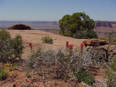 Canyonlands Island in the Sky18 (Small).JPG