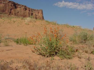 Canyonlands White Rim Road10 (Small).JPG