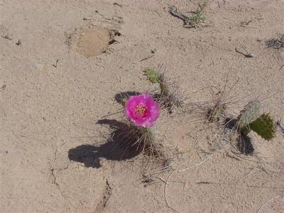 Canyonlands White Rim Road31 (Small).JPG