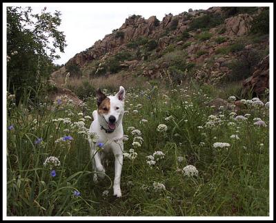 Running Through Wildflowers