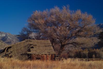 old barn and tree near lake isabella, CA