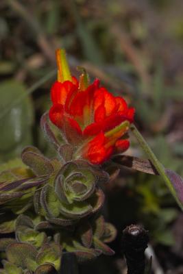 u29/sphomphanh/medium/17655679.IMG06510succulent.jpg