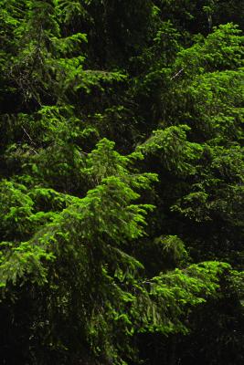 u29/sphomphanh/medium/17655818.IMG06622firs.jpg