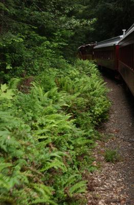 ferns beside the tracks
