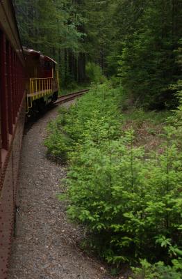 new growth by the tracks