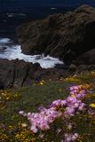 the pink iceplant (Lampranthus sp.) interspersed with the yellow California Goldfields  (Lasthenia californica)