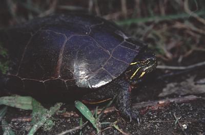 turtlemom01