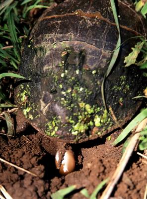 turtbirth02