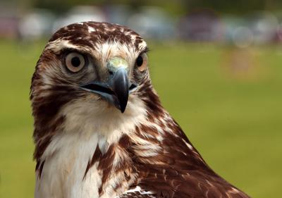 Hawk.jpg