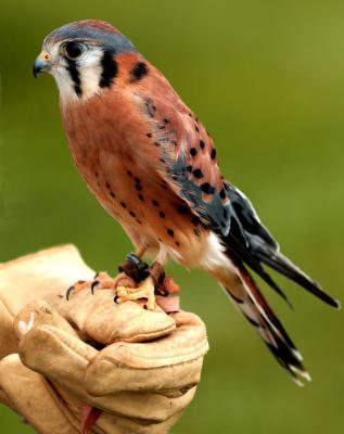 Kestral.jpg