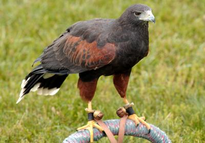 red hawk.jpg