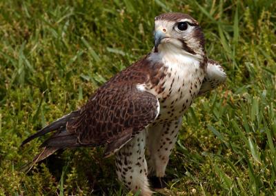 Perigrine Falcon.jpg