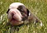 Baby Bulldog.jpg