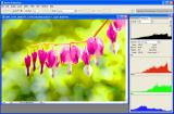 Posterization of sRGB after Levels and Saturation Boost