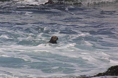 Sea Otters - California