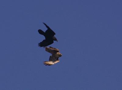 Hawk & co (California)