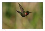 Ruby Throated Hummingbird