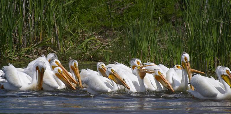 American White Pelicans
