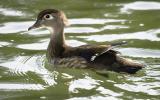 Wood Duck (Female)