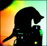brewing cat.jpg
