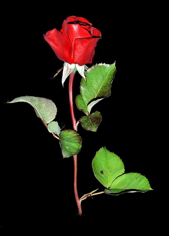 Rose Red by Scutellata