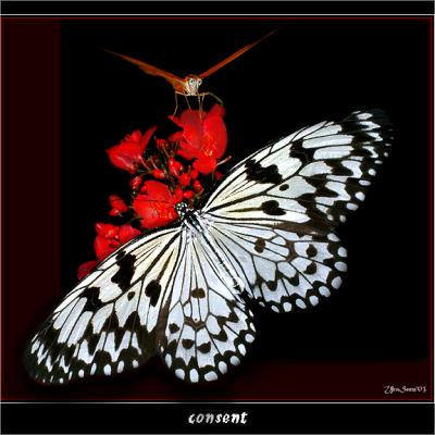 CONSENT by Ura SAMONOV (2003)*