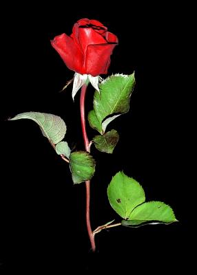 Rose Red by Scutellata