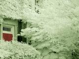 Red Door 2 IR by Michele Pesta