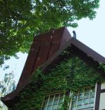 Ivy covered dormer<br>K Miller