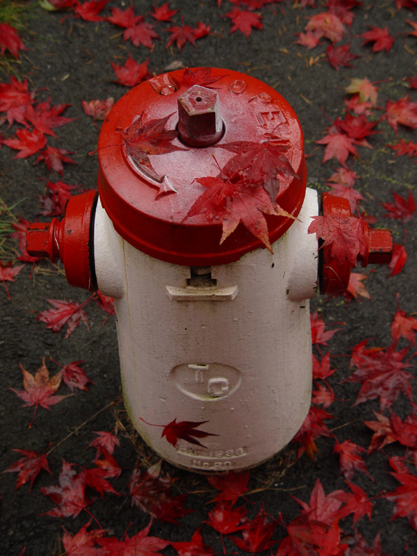 <p align=center> <b>Hydrant in the Fall<b> <br> <font size=1> by Jay Aquino</font> </p>
