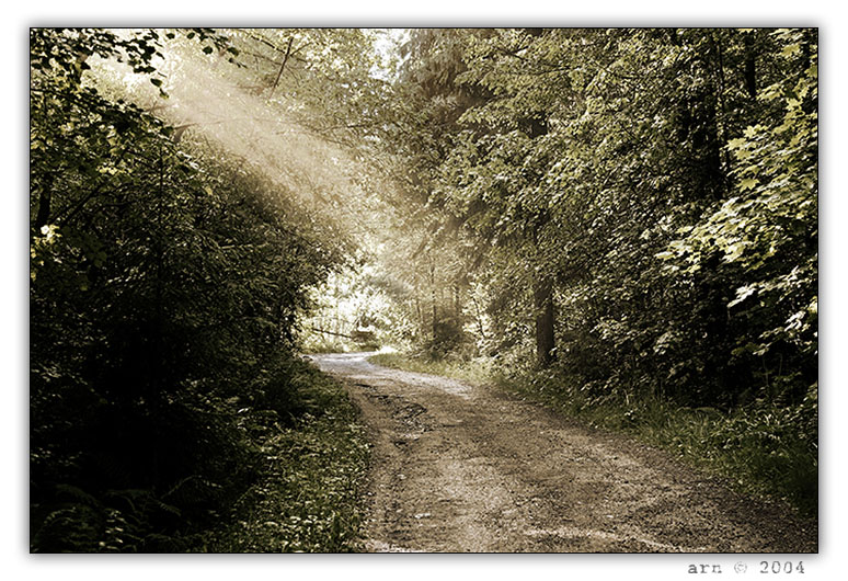 light on the trail