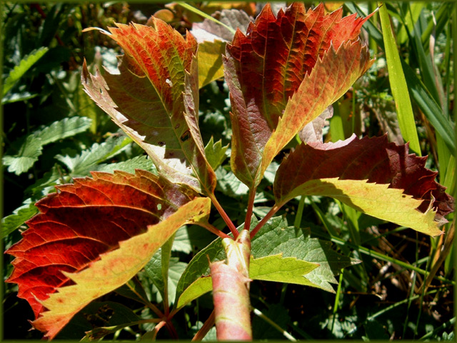 Fall-Leaf