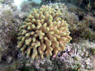 Corail madrépore - Astrocoeniidae ?
