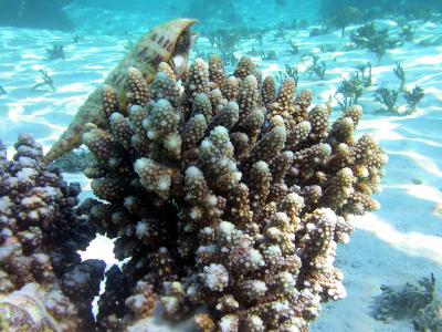 Corail madrépore - Acropora sp