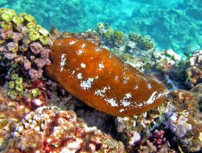 Holothurie - Actinopyga mauritiana ? - Baie de Tadine (Ile de Mar)