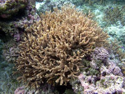 Corail madrpore 