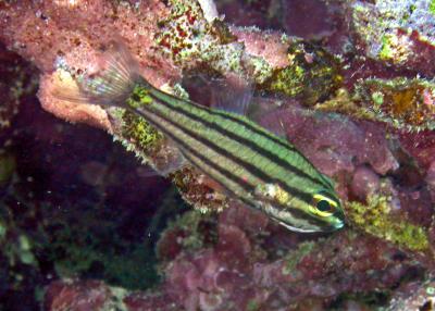 Poisson-cardinal, Apogon
Cheilodipterus quinquelinatus ?