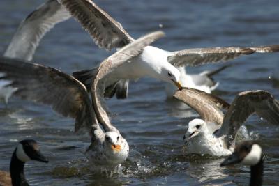 Hungry birds