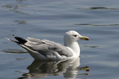 u29/tammyhomma/medium/17345609.seagull.jpg