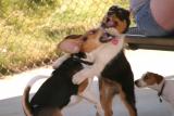 Beagle plays at Dog Park