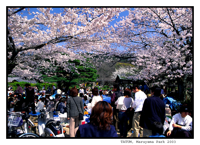 sakura-033.jpg