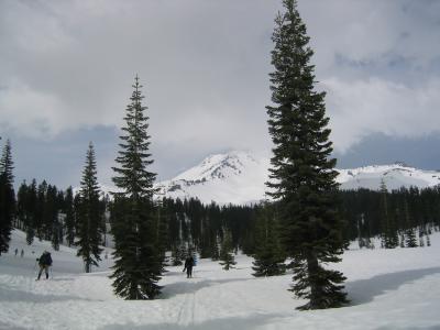u29/termite/medium/17210076.shasta0001.jpg