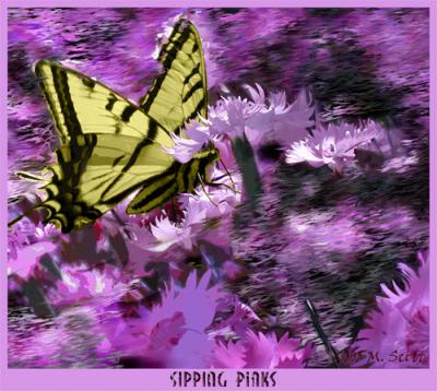 u29/terrat/medium/17974334.Dianthus_Butterfly.jpg
