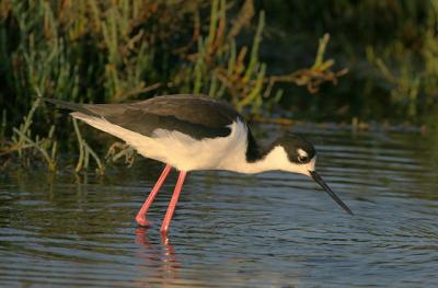 Black-necked Stilt, female